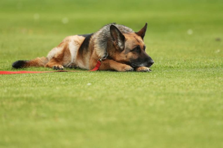 GEPA_Hund_neutral_Schäferhund-1024x683